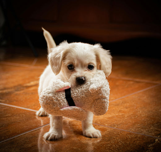 Pourquoi un doudou est essentiel pour le bien-être de votre chien ?